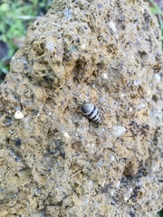 Cochlicella