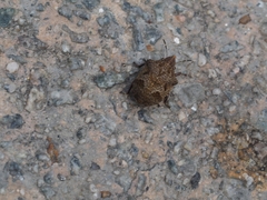 Hotea curculionoides