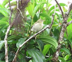 Certhidea fusca