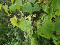 Ampelopsis glandulosa heterophylla