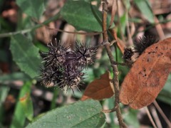 Commersonia dasyphylla