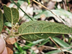 Commersonia dasyphylla