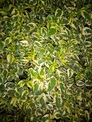 Magnoliopsida