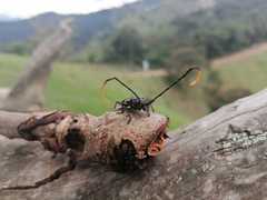 Trachyderes