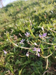 Magnoliopsida