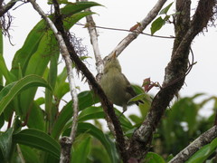 Certhidea fusca