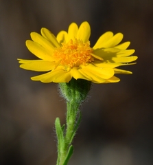Layia septentrionalis