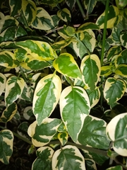 Magnoliopsida