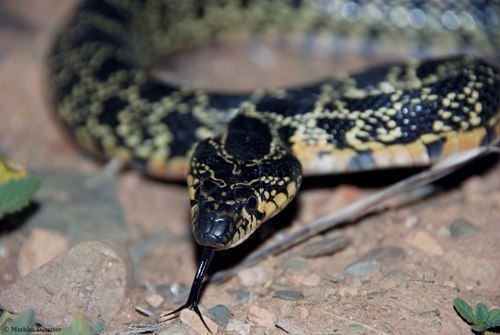 Horseshoe Whip Snake