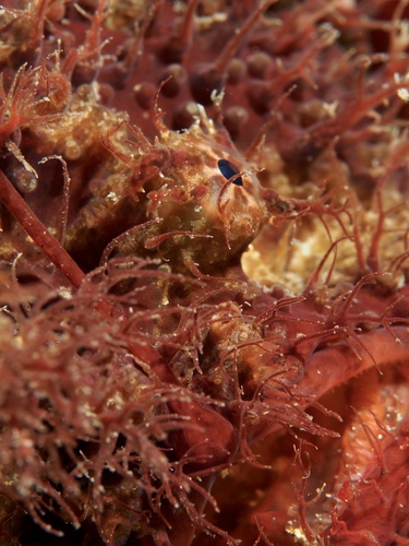 Rhycherus filamentosus
