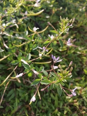 Magnoliopsida