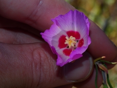 Clarkia gracilis tracyi