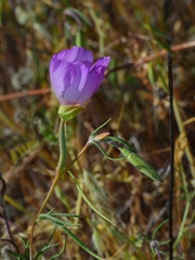 Clarkia gracilis tracyi