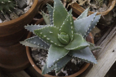 Aloe brevifolia