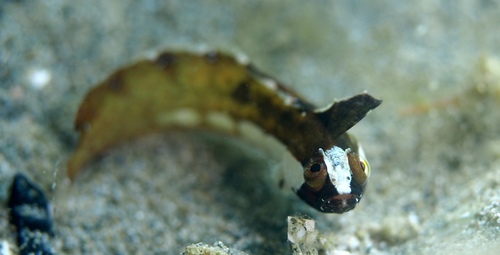 Heteroclinus kuiteri