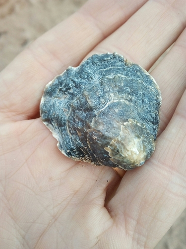 Representative image of Pododesmus squama