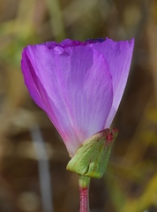 Clarkia gracilis tracyi