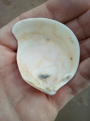 Laevicardium crassum