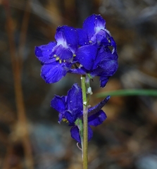 Delphinium variegatum variegatum