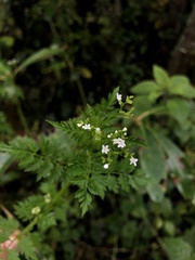 Valeriana chaerophylloides