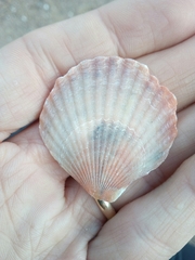 Aequipecten opercularis