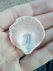 Aequipecten opercularis