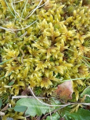 Hypnum cupressiforme lacunosum