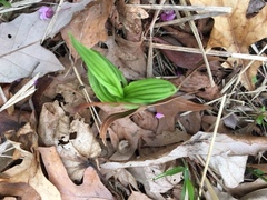 Cypripedium parviflorum