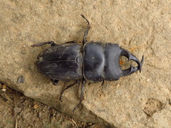 Dorcus ritsemae volscens