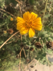 Tithonia rotundifolia