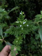 Valeriana chaerophylloides image