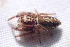 Opisthoncus serratofasciatus