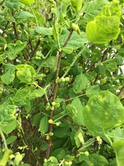 Dirca palustris
