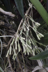 Hatiora salicornoides