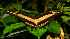 Heraclides thoas cinyras