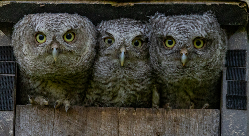 Eastern Screech-Owl photographed in Kentucky