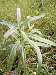 Podocarpus oleifolius