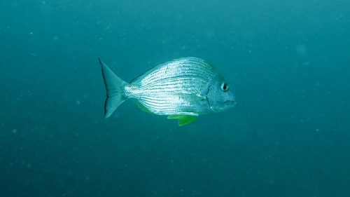 Rhabdosargus sarba