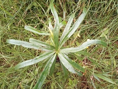 Podocarpus oleifolius