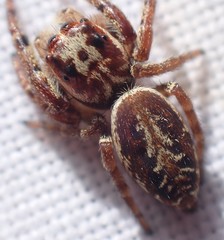 Opisthoncus serratofasciatus