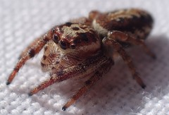 Opisthoncus serratofasciatus