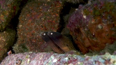 Gymnothorax thyrsoideus