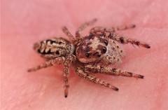 Opisthoncus serratofasciatus