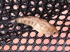 Cyprinodon rubrofluviatilis