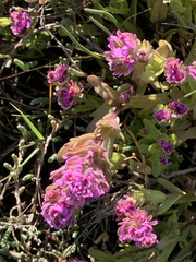 Castilleja ambigua humboldtiensis