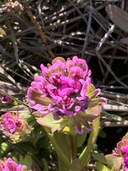 Castilleja ambigua humboldtiensis