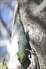 Phelsuma standingi