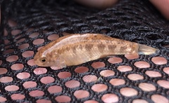 Cyprinodon rubrofluviatilis