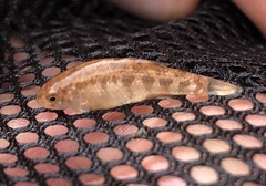 Cyprinodon rubrofluviatilis