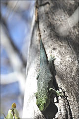 Phelsuma standingi